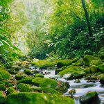 با زیباترین جنگل های بارانی جهان آشنا شوید