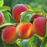 چه عواملی در افزایش باردهی نهال میوه تاثیر دارد
